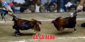 đá gà ae888