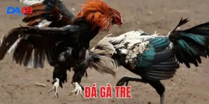 đá gà tre