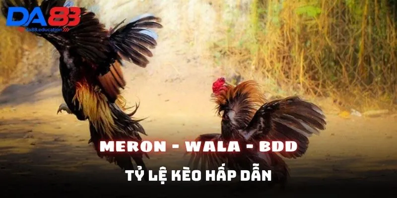 Đặt cược vào các trận đấu đá gà DA88 mức thưởng cao