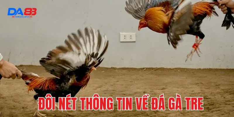 Đôi nét thông tin về đá gà tre