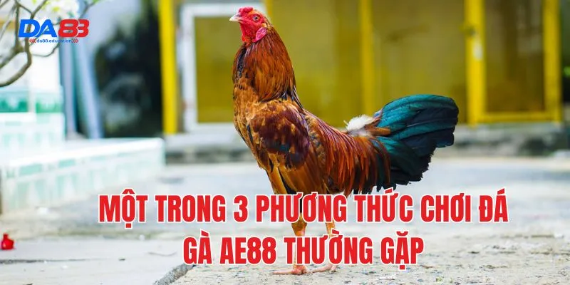 Một trong 3 phương thức chơi đá gà AE88 thường gặp