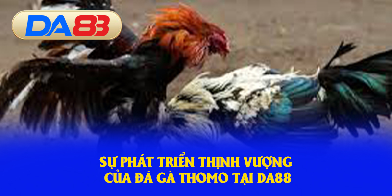 Sự phát triển thịnh vượng của đá gà Thomo tại DA88